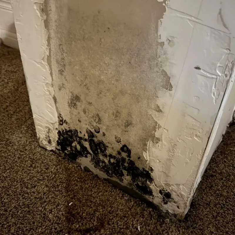 Professional Mold Removal in De Soto, MO